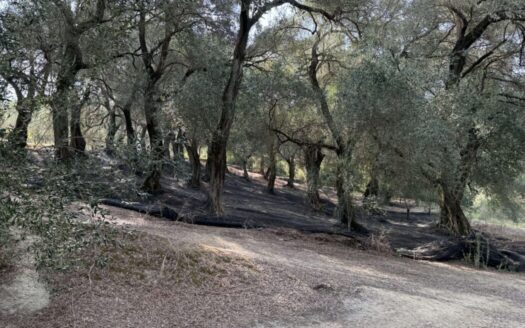 Farm land and houses for sale close to Sidari