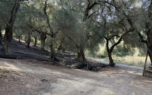 Farm land and houses for sale close to Sidari