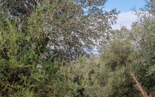 Buildable, private and secluded plot in Platonas with Sea view