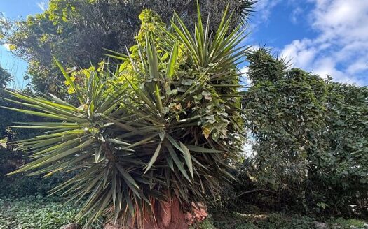 Renovated 2–3 Bedroom Village House in Kato Korakiana