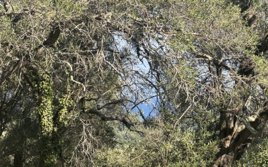 Main Road Plot with Building Potential