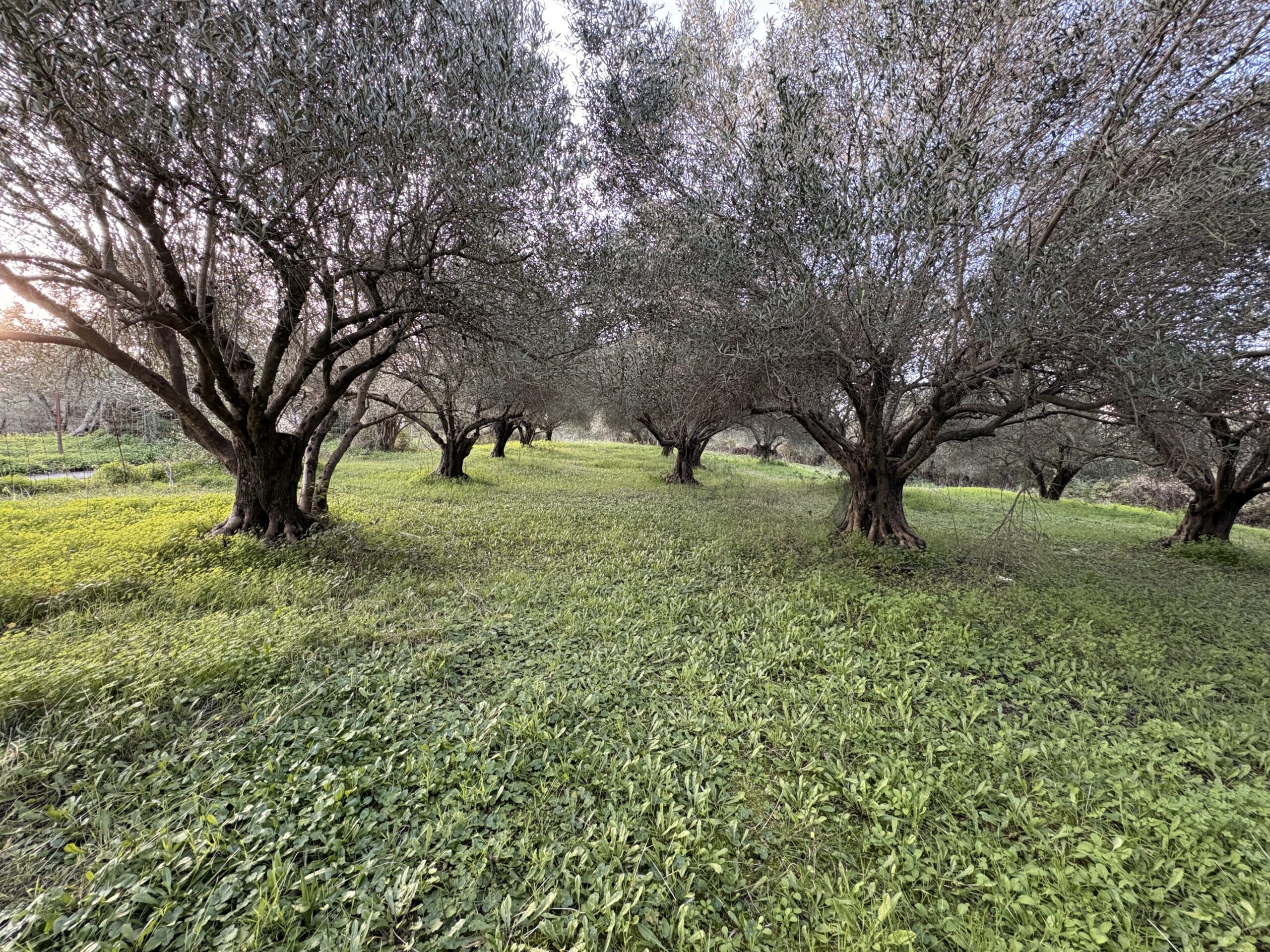 Buildable Plot with Olive Grove in Agios Andreas