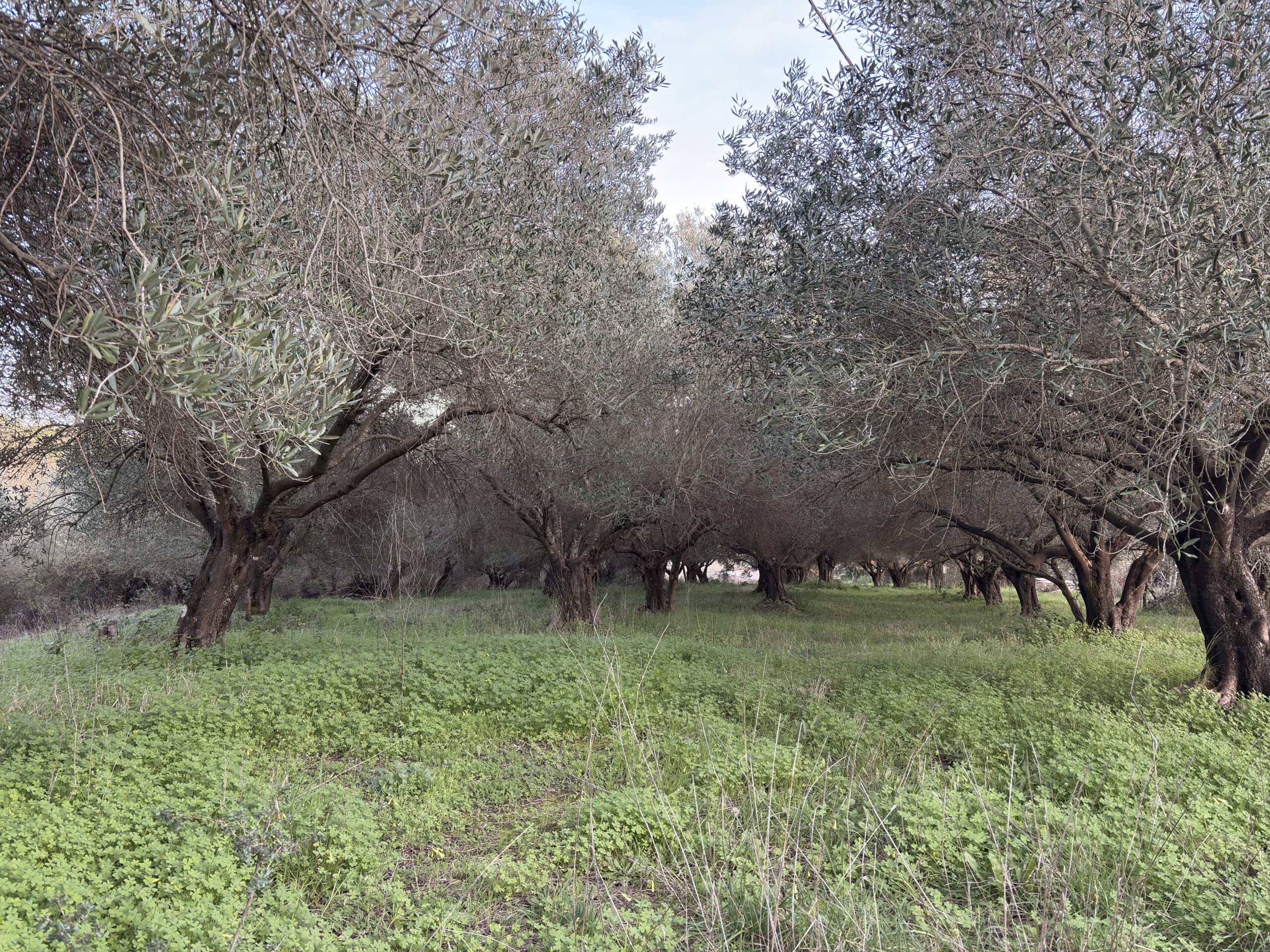 Buildable Plot with Olive Grove in Agios Andreas