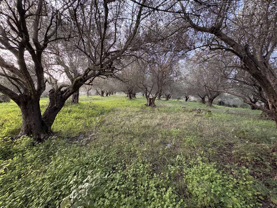Listing photograph 4 of 10 of the land in Agios Andreas, published by Chase Real Estate Corfu.