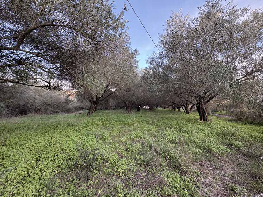Listing photograph 7 of 10 of the land in Agios Andreas, published by Chase Real Estate Corfu.