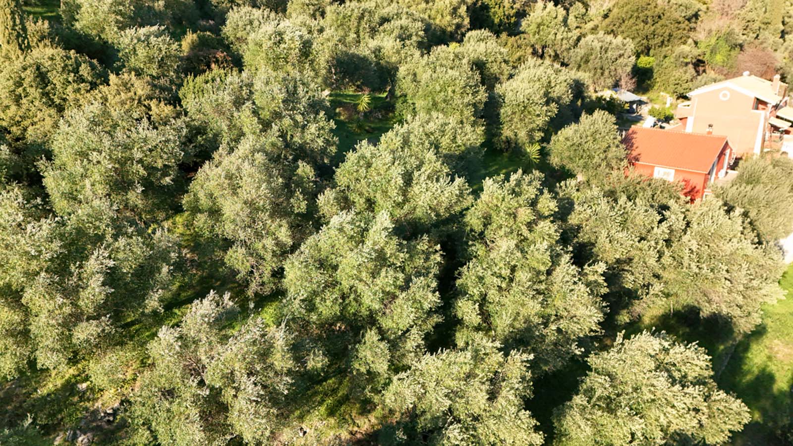 Listing photograph 6 of 28 of the land in Spartilas, published by Chase Real Estate Corfu.