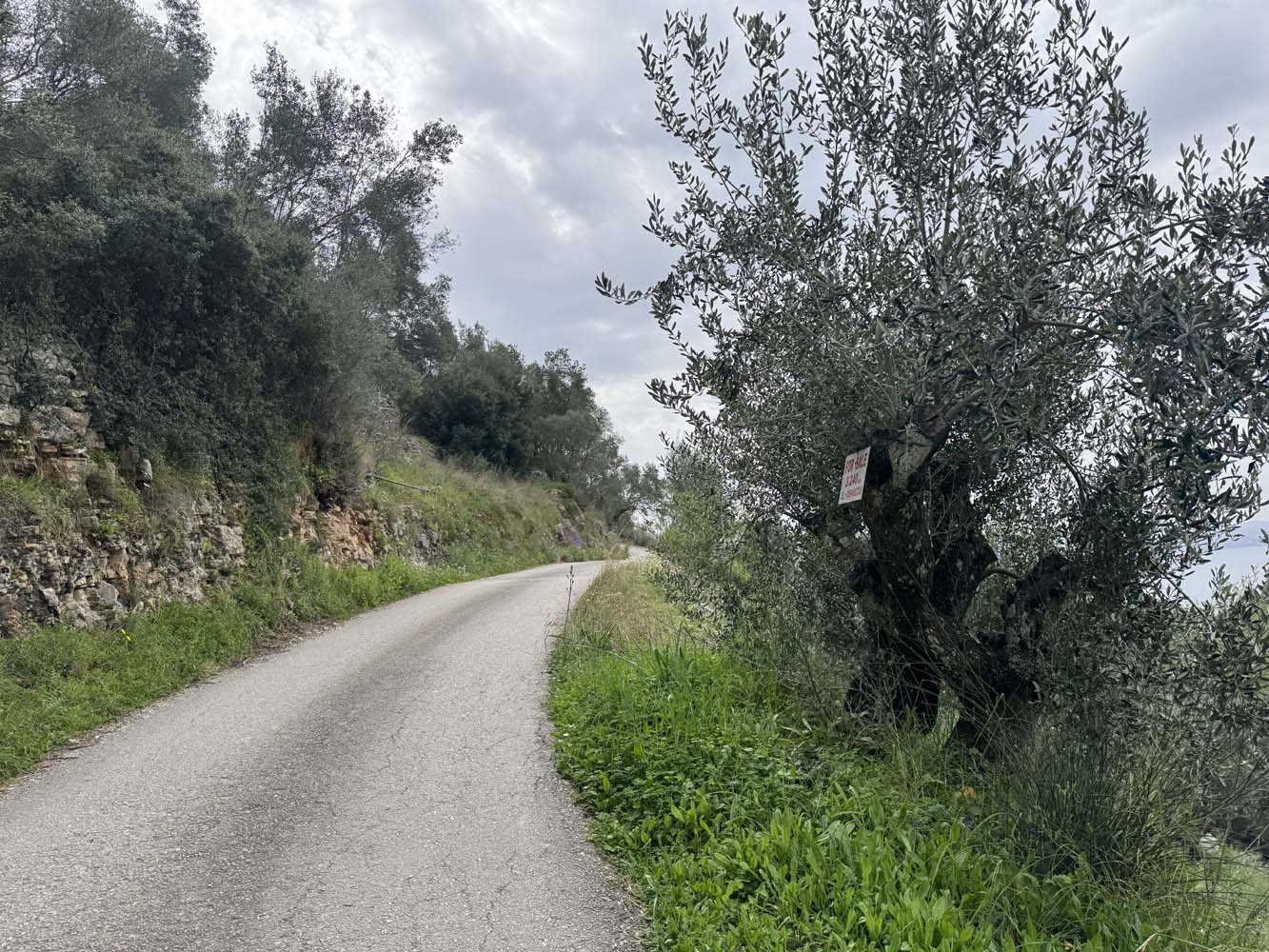 Listing photograph 6 of 10 of the land in Katavolos, published by Chase Real Estate Corfu.