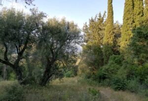 Sea View Plot for Sale above Dassia, Corfu, 7,500m² with Approved Permit for Six Independent Houses (7)