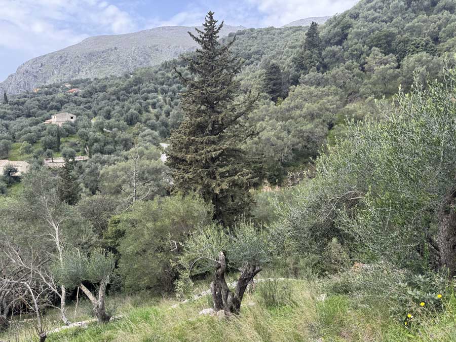 Listing photograph 3 of 5 of the land in Katavolos, published by Chase Real Estate Corfu.