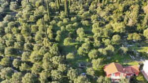 57390 spartilas 1000m2 plot (2)
