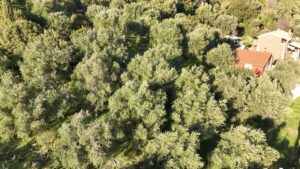 57390 spartilas 1000m2 plot (4)