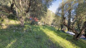 57390 spartilas 1000m2 plot (7)