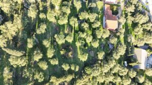 57390 spartilas 1000m2 plot (8)