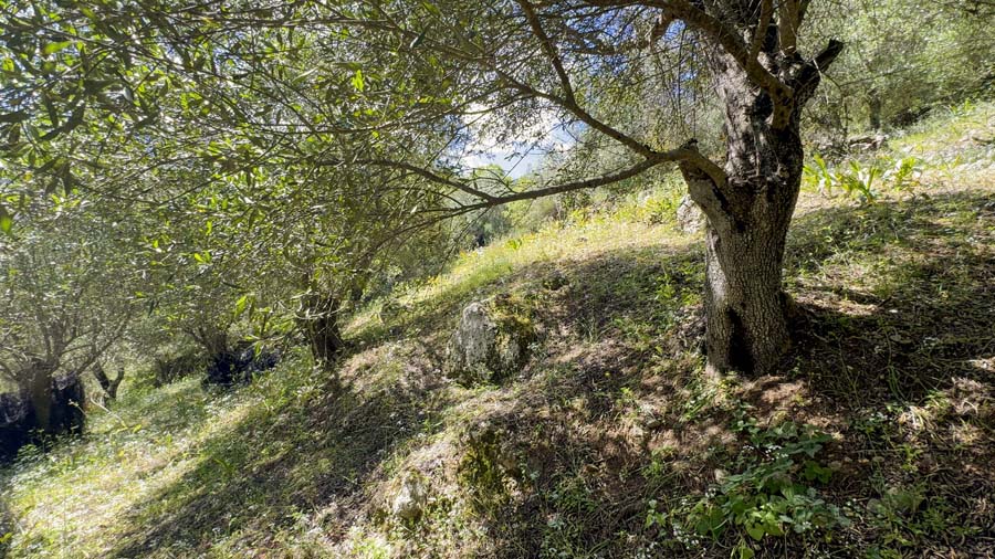 Listing photograph 12 of 14 of the land in Ipsos, published by Chase Real Estate Corfu.