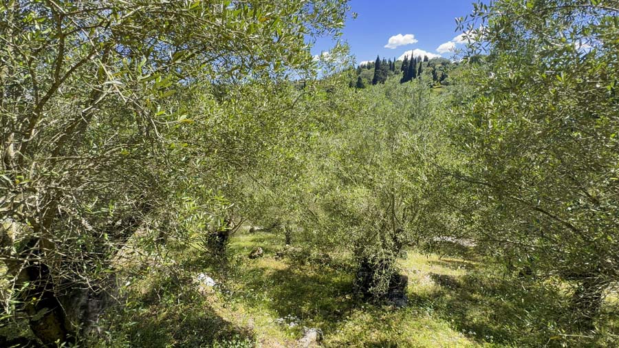 Listing photograph 14 of 14 of the land in Ipsos, published by Chase Real Estate Corfu.