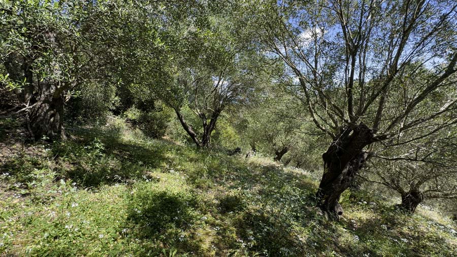 Listing photograph 13 of 14 of the land in Ipsos, published by Chase Real Estate Corfu.
