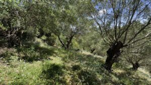 4,300 m² Development Plot in Laskaratika, Near Ipsos (8)