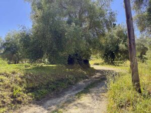 90 m² House on 5,000 m² Village Land in Laskaratika, Close to Ipsos (7)