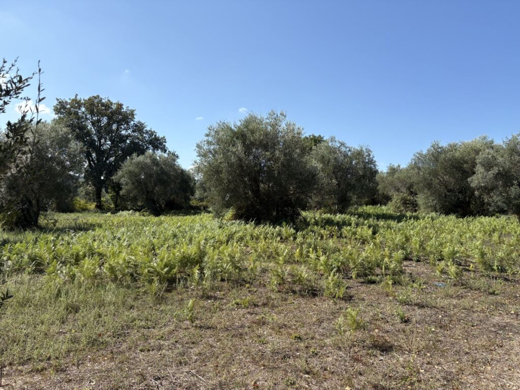 Investment Opportunity in Roda’s Touristic Area (7)