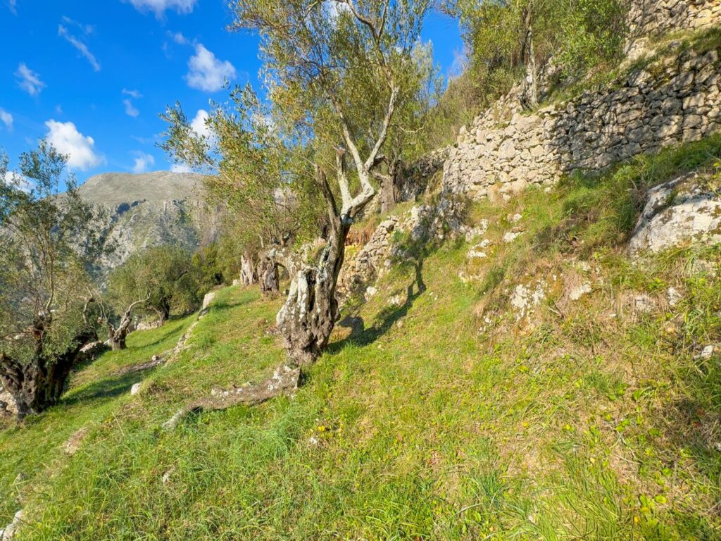 Buildable 4,000 m² Plot near Nissaki Beach, North East Corfu (10)