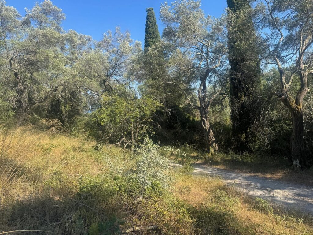Buildable 4,000 m² Plot with Main Road Access in Analipsi, Corfu (1)