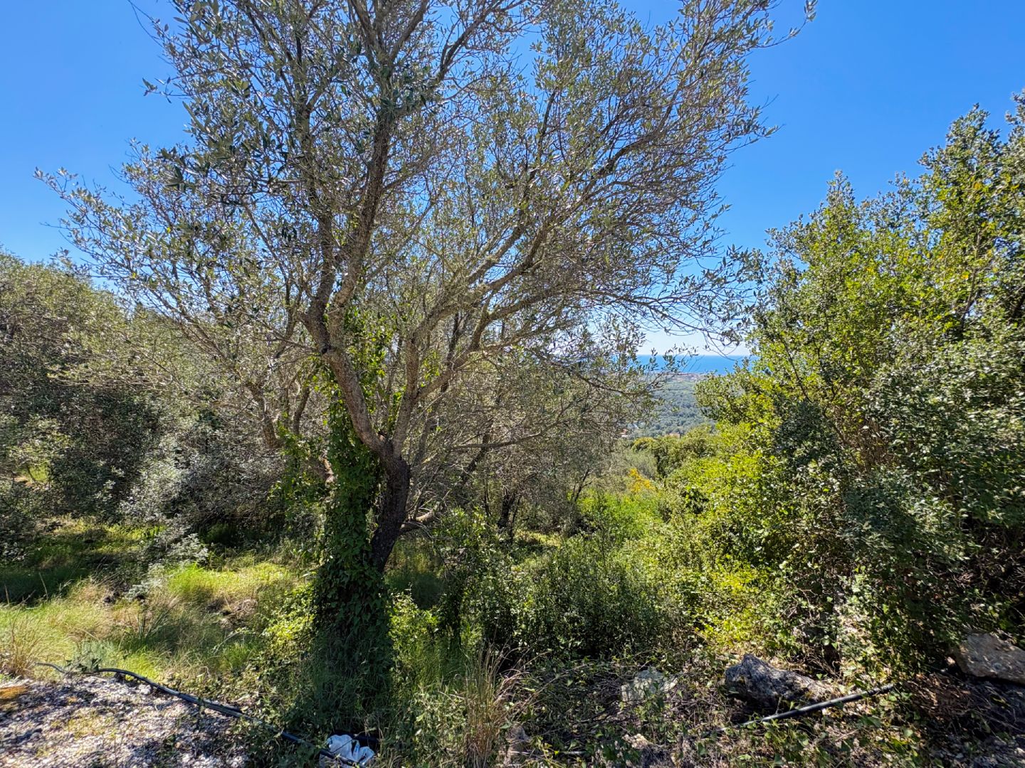 Listing photograph 7 of 9 of the land in Chlomos, published by Chase Real Estate Corfu.