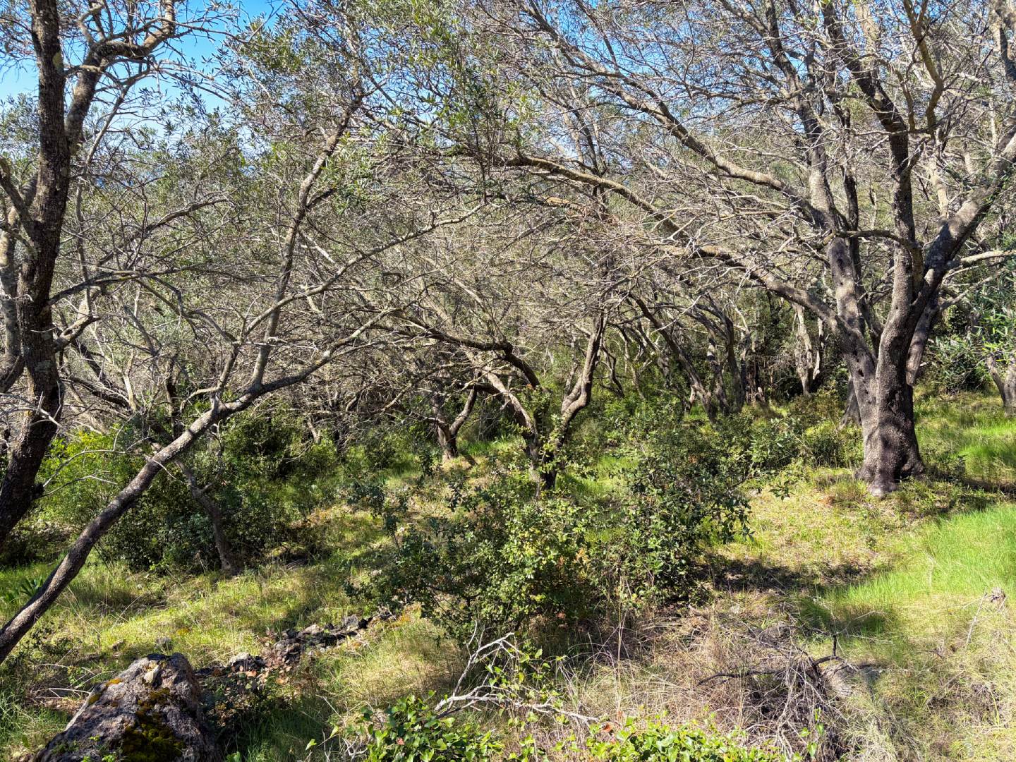 Listing photograph 9 of 9 of the land in Chlomos, published by Chase Real Estate Corfu.