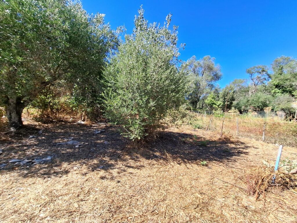 Sea View Buildable Plot in Sinies, North Corfu (6)